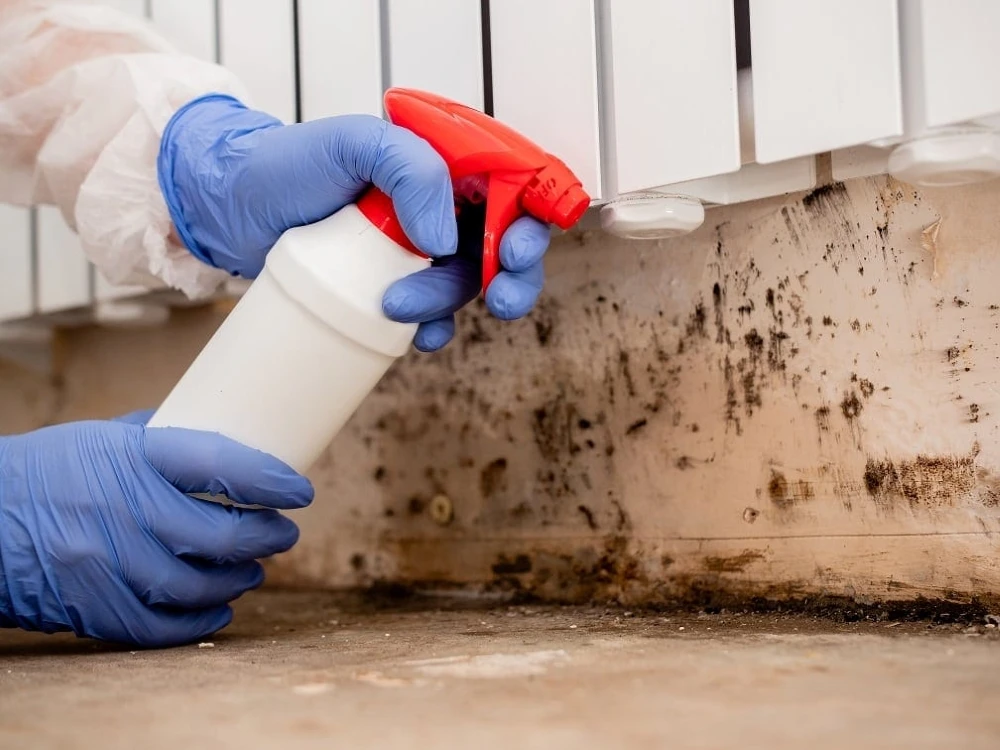 5 cách xử lý rêu tường triệt để dễ thực hiện tại nhà