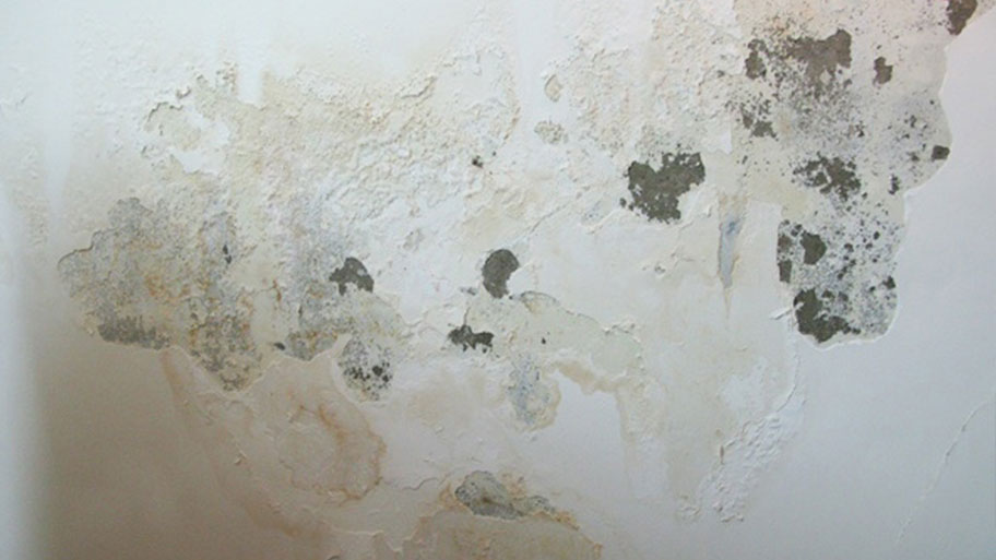 8 Cách xử lý tường ẩm mốc hiệu quả triệt để 2 nguyên nhân tường ẩm mốc