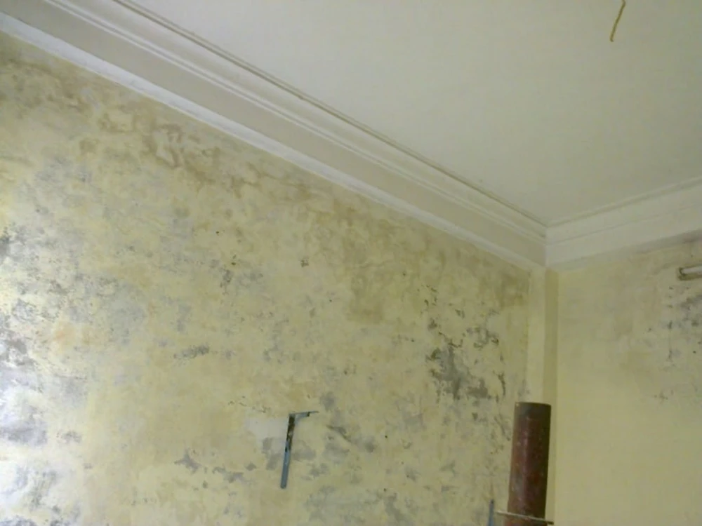 Rêu tường là hiện tượng tường xuất hiện các mảng bám xanh đen loang lổ